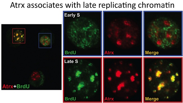 microscopic image of biological samples