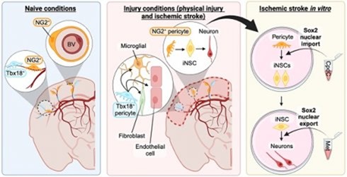 This image is a scientific diagram illustrating the cellular responses in the brain under different conditions