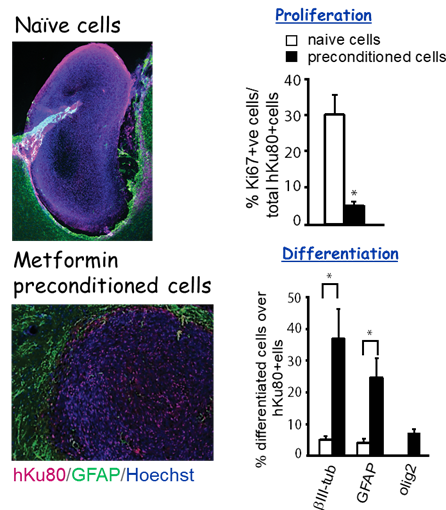 Diagram of naive cells and metformin cells and graphs of proliferation and differentiation