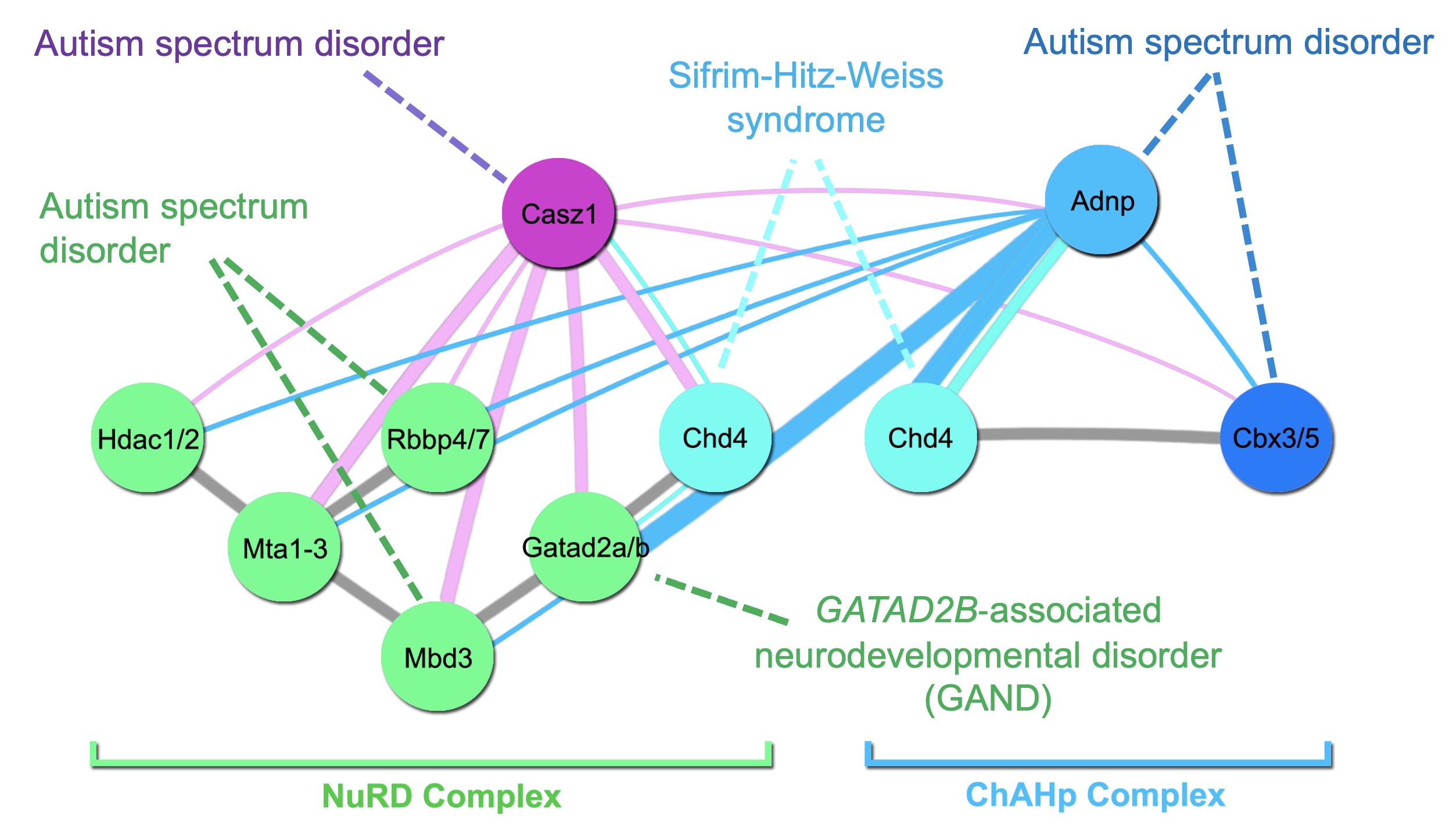 diagram illustrating a complex biological network