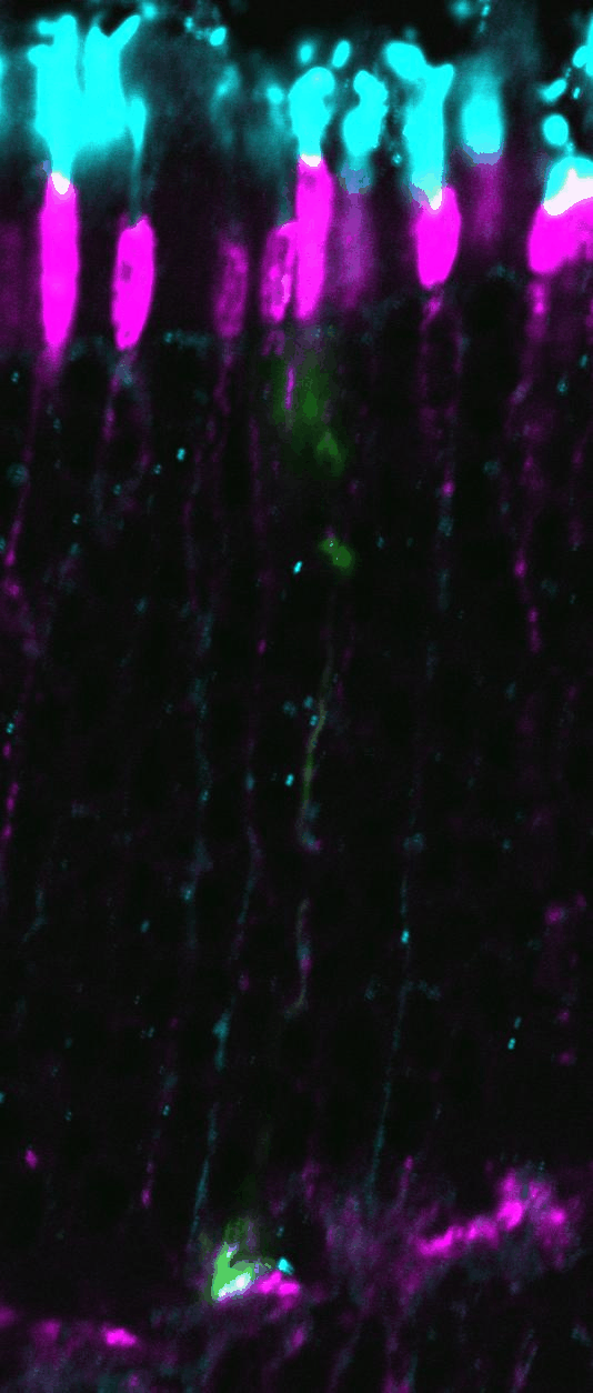 fluorescent microscopy image of a biological sample