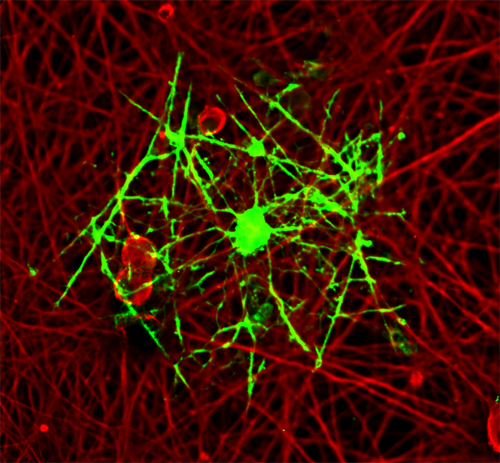 Microscopic view of a biological component