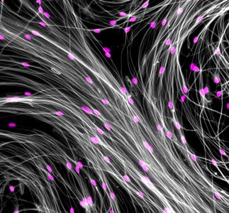 microscopic image of cells