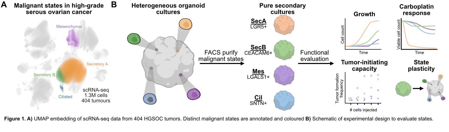 scientific illustration of a biological process