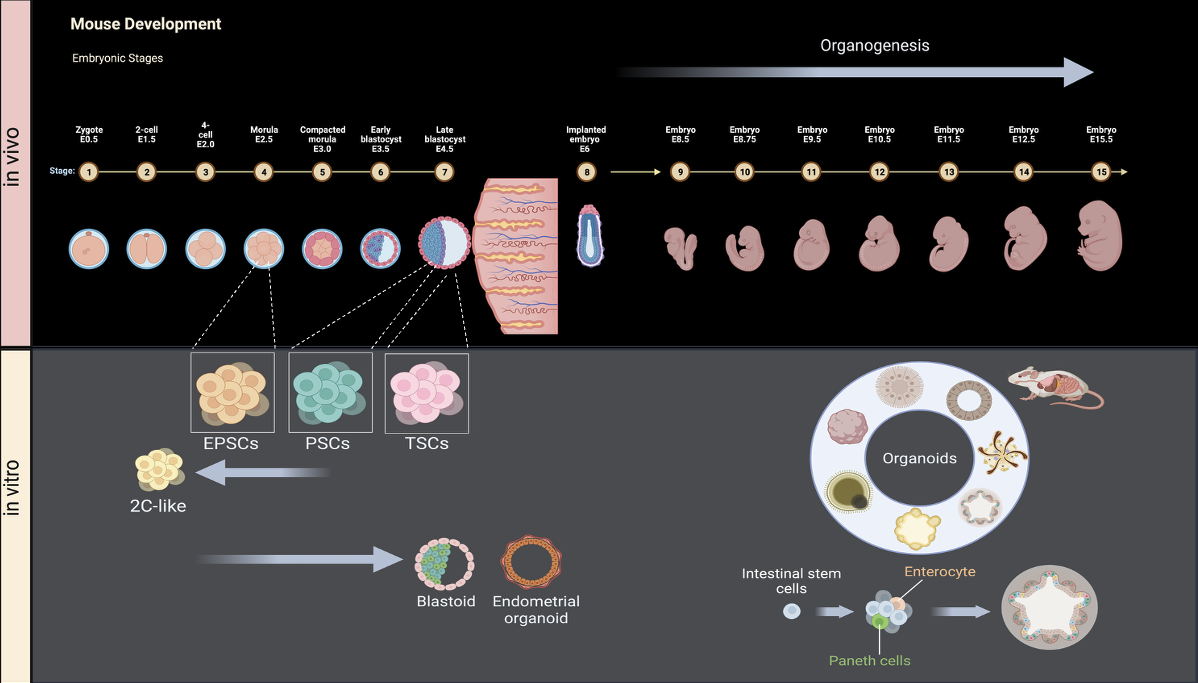 diagram illustrating the process of mouse development, in-vitro and in-vivo